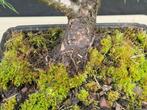 Den bonsai (Pinus) - Hoogte (boom): 44 cm - Diepte (boom):