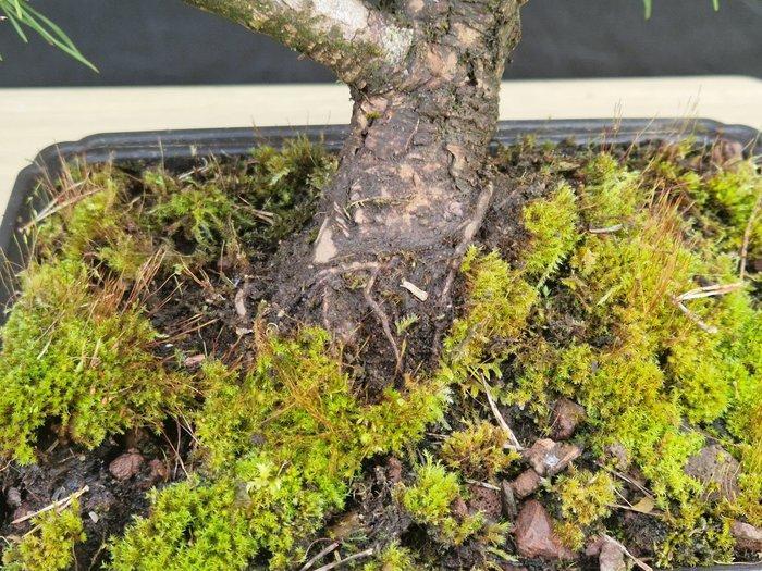 Den bonsai (Pinus) - Hoogte (boom): 44 cm - Diepte (boom):, Antiek en Kunst, Curiosa en Brocante