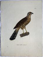 Nouveau Recueil de planches colorièes doiseaux pour servir