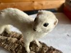 Hermelijn Taxidermie volledige montage - Mustela erminea -, Verzamelen, Nieuw