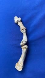 7 botten van grotbeer van hoge kwaliteit (verzameling) -, Verzamelen