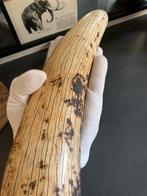 Wolharige mammoet - Gefossiliseerde slagtand - 43 cm