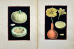 Joseph Pitton de Tournefort - Hand-coloured Engravings -