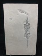Fossiel - Gefossiliseerd dier - Keichousaurus sp. - 28 cm -