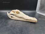 1 Echt Krokodillen schedel met Cites, Ophalen