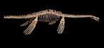 Dinosaurus - Fossiel skelet - PLESIOSAURO - 440 cm, Verzamelen, Mineralen en Fossielen