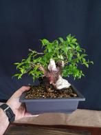 Mirte bonsai (Myrtus communis) - Hoogte (boom): 22 cm -