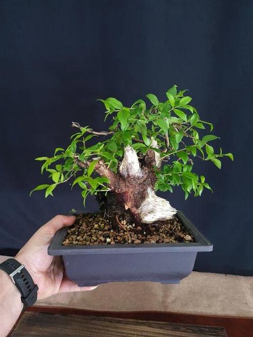 Mirte bonsai (Myrtus communis) - Hoogte (boom): 22 cm -, Antiek en Kunst, Curiosa en Brocante