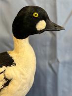 Quattrocchi Taxidermie volledige montage - Bucephala, Nieuw