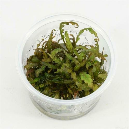 In-Vitro cup Hygrophila Pinnatifida - aquariumplant 100cc, Animaux & Accessoires, Poissons | Aquariums & Accessoires, Envoi