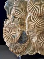 Pecten Benedictus - Fragment fossilisé - 38 cm - 27 cm, Verzamelen