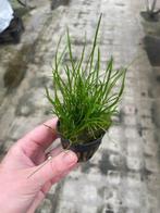 Lileaopsis Mauritius (Aquariumplanten, Aquarium producten), Dieren en Toebehoren, Verzenden, Nieuw, Plant(en), Steen of Hout