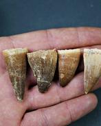 Verzameling mosasaurus-tanden - Fossiele tand - Mosasaurus