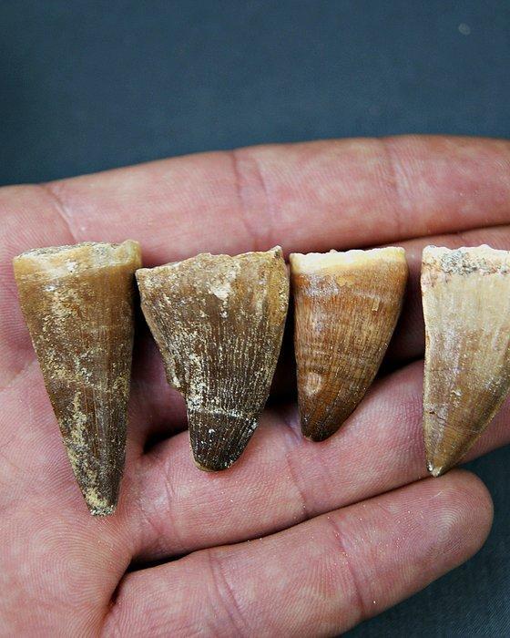 Verzameling mosasaurus-tanden - Fossiele tand - Mosasaurus, Verzamelen, Mineralen en Fossielen