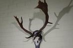 Abnormal Fallow Buck Trophy Schedel - Dama dama - 60 cm - 90, Nieuw