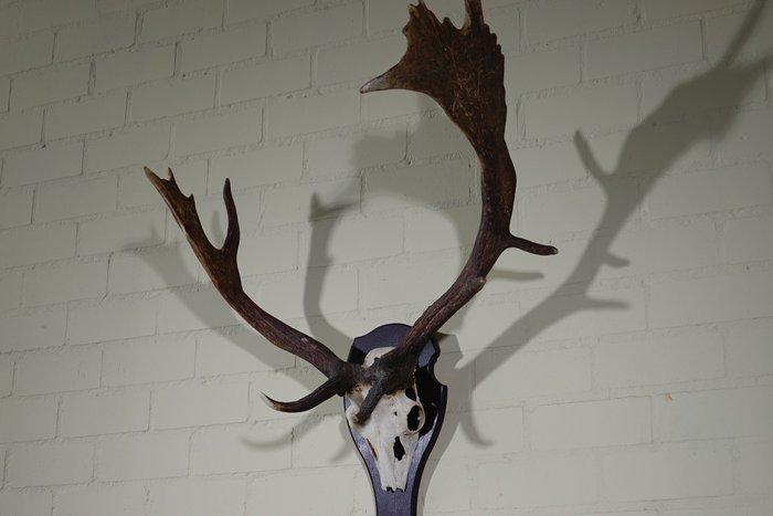 Abnormal Fallow Buck Trophy Schedel - Dama dama - 60 cm - 90, Verzamelen, Dierenverzamelingen