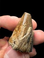 zeer zeldzame Jura-tand - Fossiele tand - Razanandrongobe