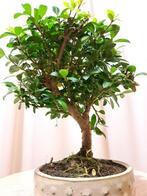 ilex bonsai (japanse hulst) - Hoogte (boom): 19 cm - Diepte