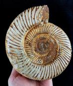 Ammoniet - Gefossiliseerd dier - Dichotomosphinctes, Verzamelen, Mineralen en Fossielen