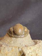 Fossiles - Squelette fossile - Gerastos - 1.9 cm