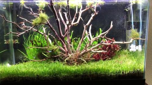 Drift wood 20-30 ( decoratie, Hardscaping ) (decoratie), Dieren en Toebehoren, Vissen | Aquaria en Toebehoren, Nieuw, Verzenden