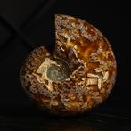 Ammoniet - Gefossiliseerd dier - Aioloceras (Cleoniceras)