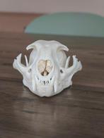 Caracal Schedel van een zoogdier - Caracal caracal - with, Nieuw