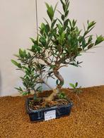 Olijf bonsai (Olea europaea) - Hoogte (boom): 24 cm - Diepte