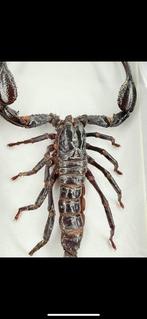 Opgezette Schorpioen in lijst Taxidermie volledige montage -, Verzamelen, Dierenverzamelingen, Nieuw