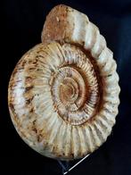 Ammoniet - Gefossiliseerd dier - Kranaosphinctes roedereri
