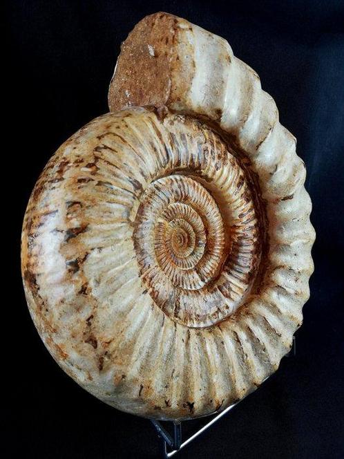 Ammoniet - Gefossiliseerd dier - Kranaosphinctes roedereri, Verzamelen, Mineralen en Fossielen