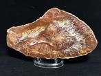 Prachtige plak versteend hout - Gefossiliseerd hout - 28.5, Verzamelen