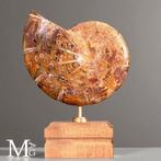 Phylloceras – fossiele ammoniet op houten standaard -