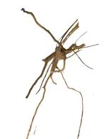 Driftwood Selected DW11 - 55x16x15cm (Small drift wood), Ophalen of Verzenden, Nieuw, Plant(en), Steen of Hout