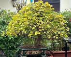 veldesdoorn bonsai - Hoogte (boom): 110 cm - Diepte (boom):