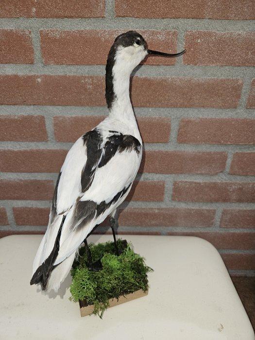 Kluut Support de corps entier pour taxidermie -, Verzamelen, Dierenverzamelingen