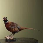 Fazant Taxidermie Opgezette Dieren By Max, Ophalen of Verzenden, Nieuw, Vogel, Opgezet dier