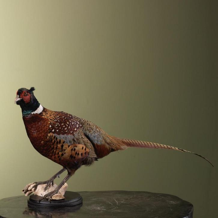 Fazant Taxidermie Opgezette Dieren By Max, Verzamelen, Dierenverzamelingen, Opgezet dier, Nieuw, Vogel, Ophalen of Verzenden