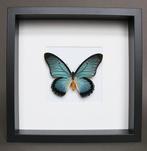 Vlinder Taxidermie volledige montage - Papilio Zalmoxis - 25, Nieuw