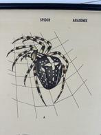 Vintage zoölogische schoolkaart – “Spider - Educational, Antiek en Kunst