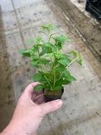 Ludwigia Palustris Groen (Aquariumplanten), Dieren en Toebehoren, Verzenden, Nieuw, Plant(en), Steen of Hout