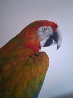Ara Support de corps entier pour taxidermie - Hybride ara -, Nieuw