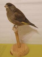 Europese groenling - met gesloten pootring Taxidermie, Nieuw