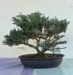 Jeneverbes bonsai (Juniperus) - Hoogte (boom): 45 cm -, Antiek en Kunst
