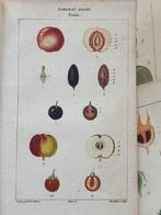 Francois Pierre Chaumeton / Ernestine Panckoucke - Lot with, Antiek en Kunst