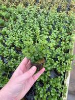 Lysimachia nummularia (Aquariumplanten, Aquarium producten), Animaux & Accessoires, Poissons | Aquariums & Accessoires, Verzenden