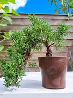 Jeneverbes bonsai (Juniperus) - Hoogte (boom): 14 cm -