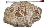 Slangster - Fossiele sterfteplaat, Verzamelen