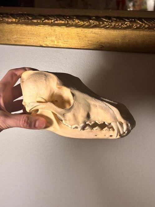 vos Schedel - Crâne de Vulpes vulpes - 0 cm - 0 cm - 0 cm -, Verzamelen, Dierenverzamelingen