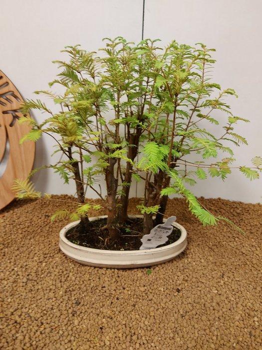 Bonsaï Sequoia côtiers/sapin d’eau (Sequoia) - Hauteur, Antiek en Kunst, Curiosa en Brocante
